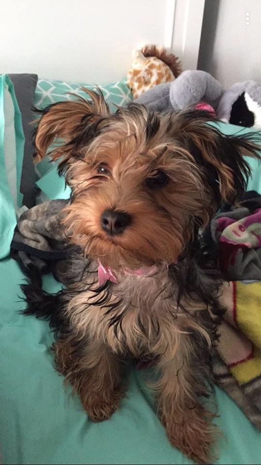 Molly Mae - GeorgeAnn Williams.jpg